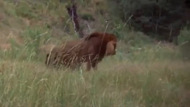 Лев против медведя гризли смотреть онлайн