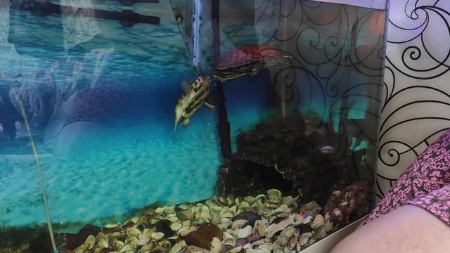Сом пангасиус и красноухие черепахи в одном аквариуме - драка за корм смотреть онлайн