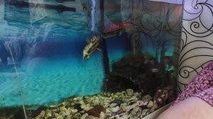 Сом пангасиус и красноухие черепахи в одном аквариуме - драка за корм
