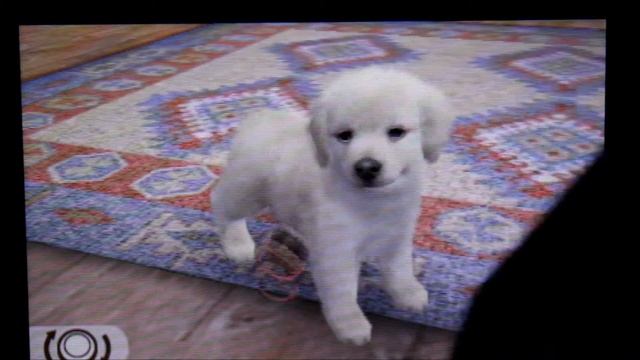 Nintendogs+Cats: In English (3DS)- Gameplay, Controls, and Graphics смотреть онлайн