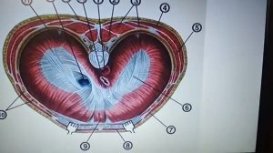 ДИАФРАГМА, ЕЁ СТРОЕНИЕ, ФУНКЦИИ. СЛАБЫЕ МЕСТА ДИАФРАГМЫ -потенциальные места для образования грыж