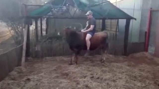 Сельское родео