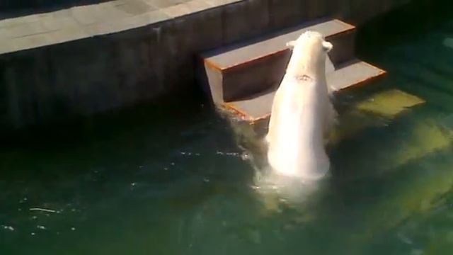 Новосибирский зоопарк смотреть онлайн