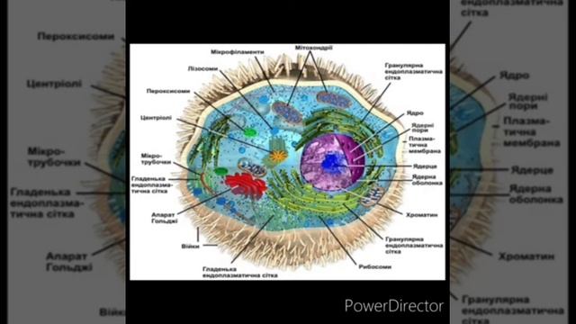 BOTANIKA FANIFA KIRISH O'SIMLIK HUJAYRASI ass NAZAROVA F SH смотреть онлайн