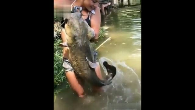 Девушка руками ловит сома! смотреть онлайн