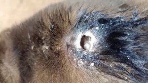 Mangoworm Removal From Dog, Remove Mangoworm On Dog | video mangoworm 2021