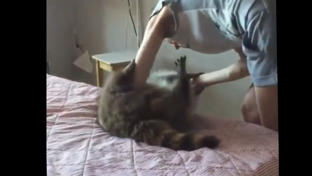 Слепая девушка играет со своим котом смотреть онлайн