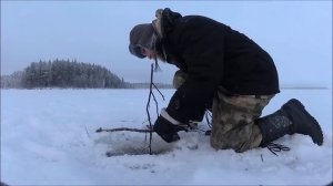 Рыбалка Проверка самоловак. Перехитрил налима )