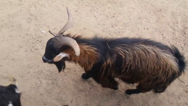 Козел ухаживает. Зоопарк Фельдмана 2013.06.13 смотреть онлайн