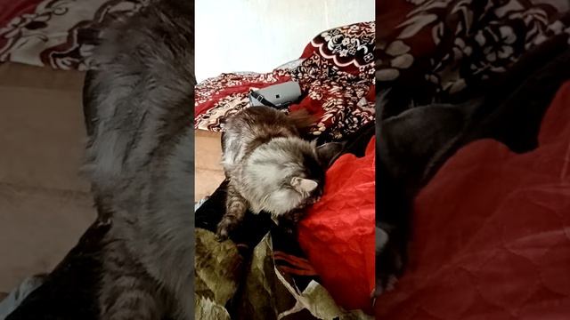 Кот реакция на звуки кошек на мяу смотреть онлайн