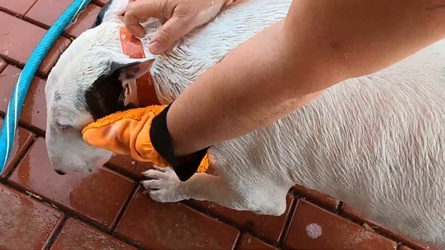 Бультерьер становится белоснежным. смотреть онлайн