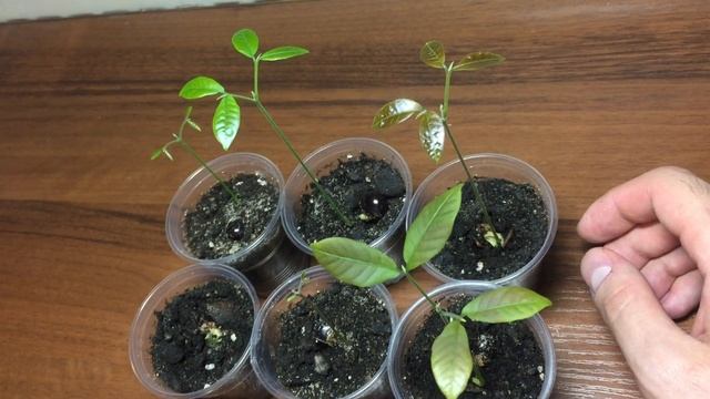 Как вырастить ЛОНГАН!!!(ПО ВКУСУ ПРИТОРНЫЙ ЛИЧИ) УЖЕ ВЫРОС В ЭЛЕГАНТНОЕ ДЕРЕВЦЕ!!! смотреть онлайн