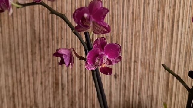 Орхидея ИНТРИГА интригует многох.