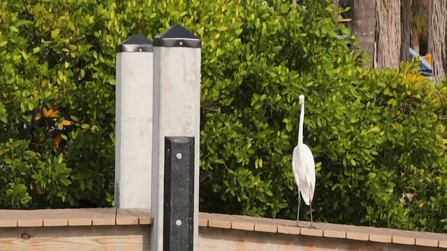 JOHANN STRAUSS - Tales From The Vienna Woods