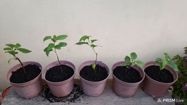 Bougainvillea : Hasil Stek Ranting ID Survena||Result Of The Survena Twigs Cuttings смотреть онлайн