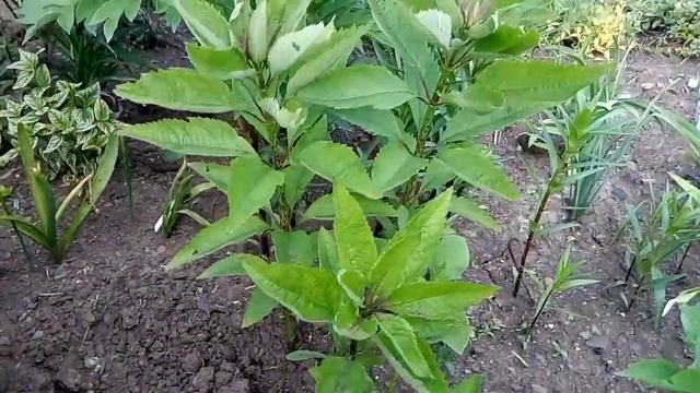 Посконник нужно размножать весной, не затягивайте с этим. смотреть онлайн