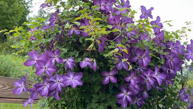 开花机器铁线莲 - Venosa Violacea смотреть онлайн