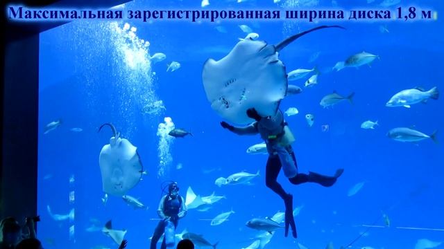 огромные рифовые скаты-хвостоколы смотреть онлайн