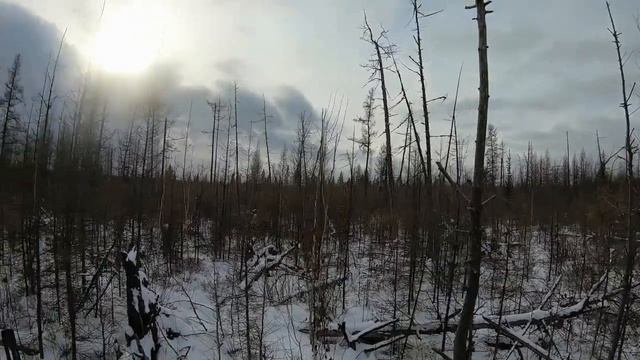 Охота на лося во время гона с лайками смотреть онлайн