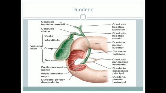 Anatomía del sistema digestivo parte II смотреть онлайн