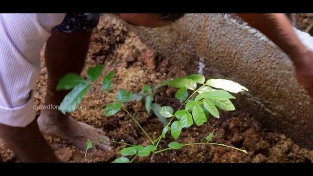 പിന്മുറ്റത്തൊരു ചെറുകാട് | Growing Mini Forest in the Backyard using MIYAWAKI METHOD | KERALA смотреть онлайн