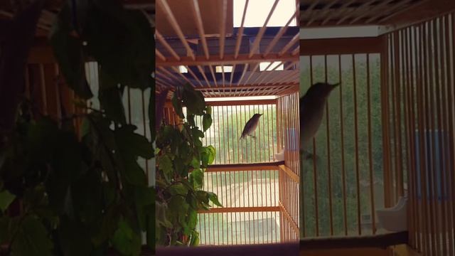 Зеленая пересмешка 10.04.2019