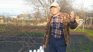 Применение Аминофроста для защиты от возвратных  заморозков