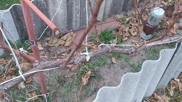 Виноград Рошфор. Обрезка на рожки и продолжаю спасать куст дальше. смотреть онлайн