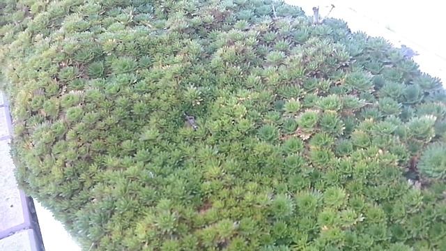 Весенние первоцветы в саду смотреть онлайн