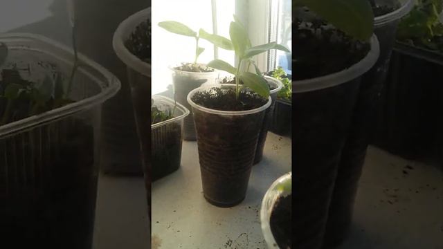 РАССАДА за Март петуния,🌸 перцы, 🌱 котовник,томаты,🍅 лук порей🌱 и мн. смотреть онлайн