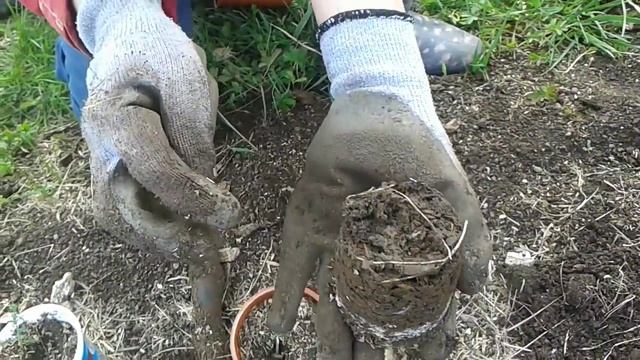 Деревья из семян. Выращивание своего посадочного материала. Природное земледелие смотреть онлайн