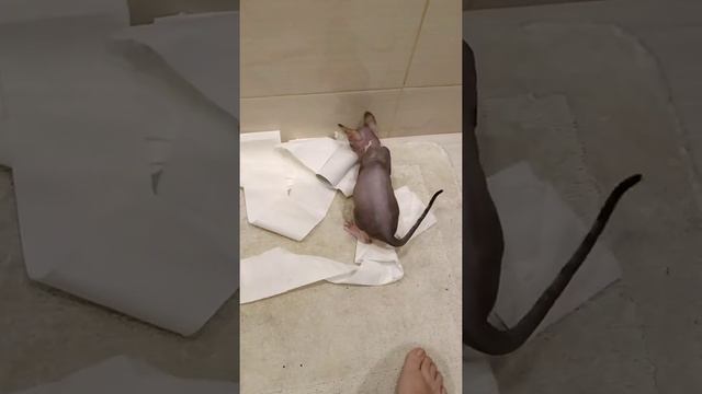 Канадский сфинкс. Хулиганка смотреть онлайн