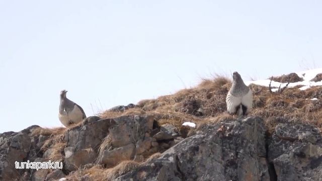 Редкие кадры: Токование краснокнижного алтайского улара в Бурятии смотреть онлайн