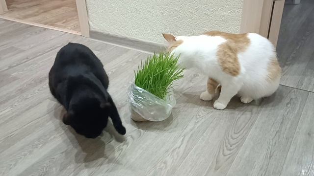 Кузя смотреть онлайн