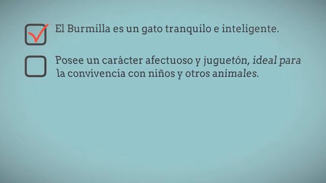 Raza de Gato Burmilla - Caracteristicas y Origen del Gato Burmilla смотреть онлайн