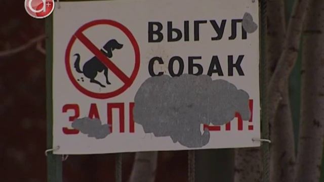 Как я снял собаку: стая бродячих животных беспокоит детей и взрослых смотреть онлайн