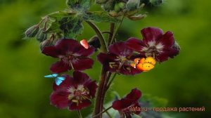 Герань тёмная Самобор (geranium samobor) ? герань Самобор обзор: как сажать саженцы герани Самобор