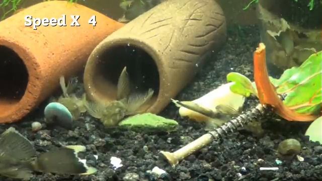 Repashy Feeding Time - Green Dragon ancistrus смотреть онлайн