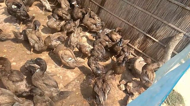 Khaki Campbell Duck Farm | Jugijan , Hojai , Assam ,India смотреть онлайн