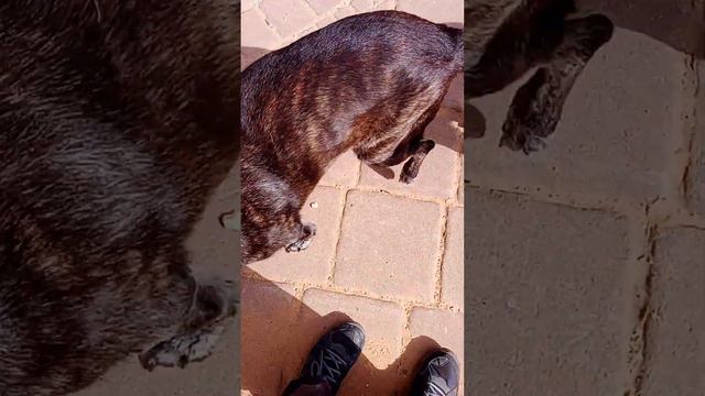 домашние животные--наши друзья. pets are our friends (часть 3) смотреть онлайн