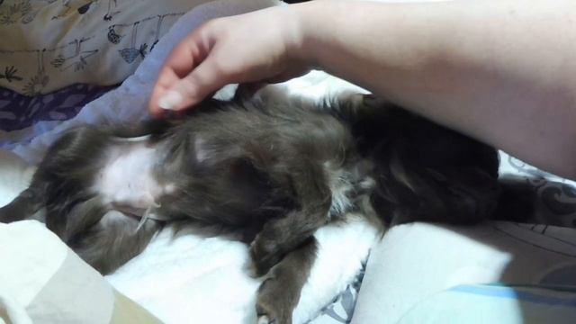 Мы с Лёвчиком желаем всем СПОКОЙНОЙ ночи и ДОБРЫХ снов / Щенки породы ЧИХУАХУА смотреть онлайн