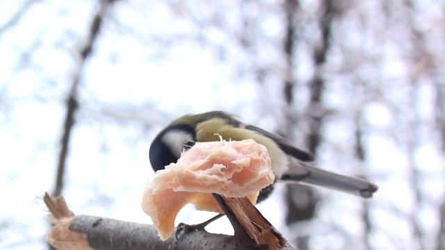 Синицы и сало смотреть онлайн