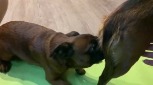 Вязка собак породы пти-брабансон / Скромные молодожёны / Mating Petit Brabancon dogs