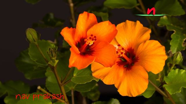 Relax your mind with Hibiscus rosa-sinensis смотреть онлайн