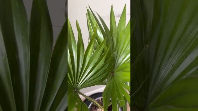 Пальма Ливистона. Заказать в СПб @janaplants смотреть онлайн