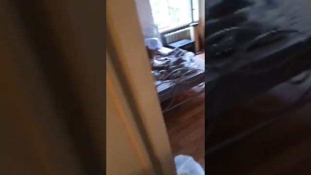 Пума дома - уборка в пумяжне Геркулеса! смотреть онлайн