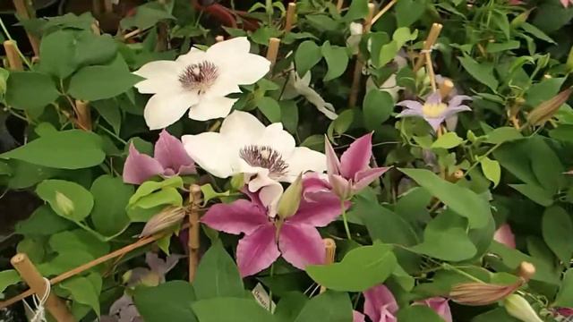 Clematis смотреть онлайн