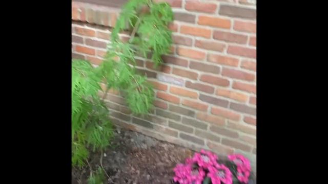 Heuchera, astilbe, and hydrangea; oh my! смотреть онлайн