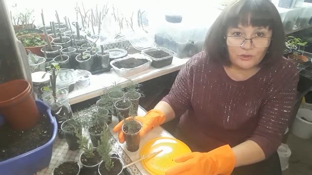 Размножение можжевельника, просто и бесплатно. смотреть онлайн