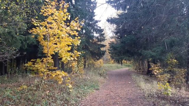 Прогулка по осеннему лесу под хорошую музыку ) смотреть онлайн